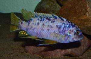 Labeotropheus fuelleborni 'Chizumulu Island'